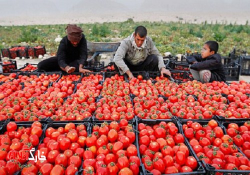 ۶۰ هزار تن گوجه‌فرنگی استان بوشهر صادر شد