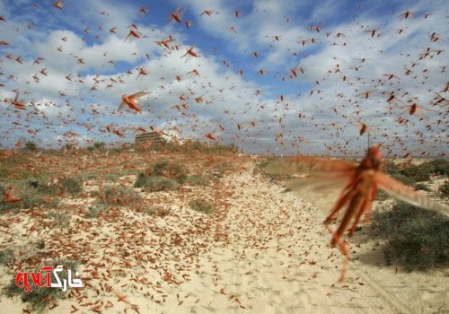 هجوم گسترده ملخ‌های صحرایی به کشور از ۱۰ روز دیگر