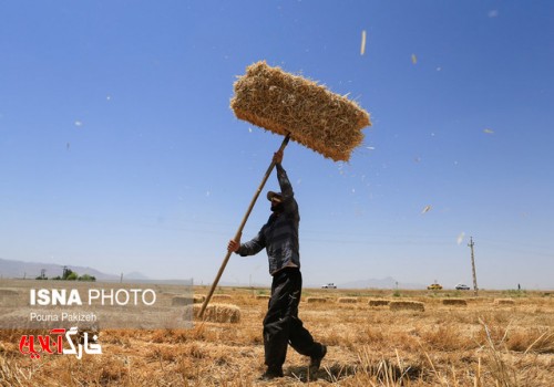 پیش‌بینی تولید ۱۰۸۰۰۰ تن گندم در استان بوشهر