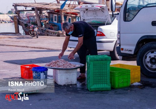 صید میگو در بوشهر امسال ۴۴ روزه است