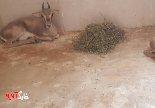 ۲ راس آهو در شهرستان دشتستان توسط محیط بانان کشف شد