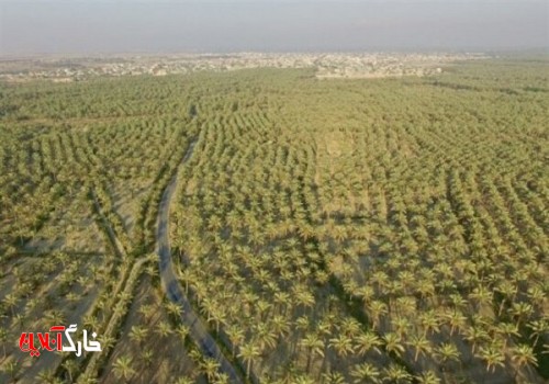 آبیاری بیش از ۱.۲ میلیون اصله نخل در دشتستان انجام می‌شود