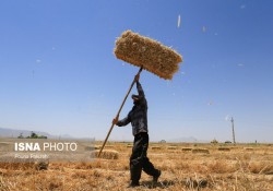 پیش‌بینی تولید ۱۰۸۰۰۰ تن گندم در استان بوشهر