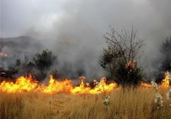 حریق در مراتع دشتستان مهار شد/ مراتع تنگستان در حال سوختن است