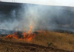 نقش احتمالی گردشگران در بروز آتش سوزی گسترده در خائیز تنگستان