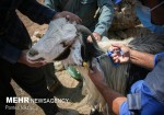 ۱۴۴ هزار راس دام در استان بوشهر واکسینه شدند