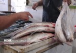 بازار ماهی فروشان گناوه در نوروز ۱۴۰۲