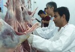 ۳۱ اکیپ نظارت دامپزشکی ویژه تاسوعا و عاشورا در بوشهر تشکیل شد